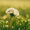 Learning to love your Dandelions