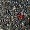 Starfish