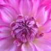 Mindful Relationships