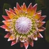 Quieting Anxiety And Panic