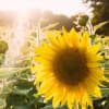 Gratitude Meditation