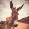 Nasruddin's Donkeys