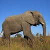 Elephant and Blind People