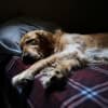 Good Night, Sweet Dreams