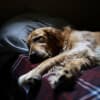 Good Night, Sweet Dreams