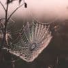 Loosening The Web of Anger