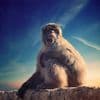 Happy Monkey