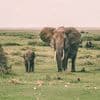 Marsha's Elephant