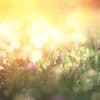 Mindfulness for Gratitude (Long Version)