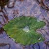 Mindfulness for Releasing Anxiety (Long Version)