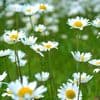 Guided Relaxation & Visualisation