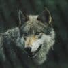 The Boy Who Cried Wolf