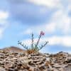 Resilience