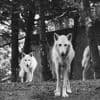 Two Wolves