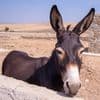 Donkey in a Well