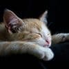 Preparing For Sleep