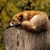 Restful Sleep Meditation
