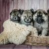 Puppies for Sale