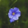 The Flax Plant
