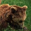 The Story of the Three Bears
