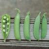 Five Peas in a Pod