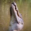 The Crocodile with Terrible Toothache