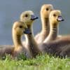 The Ugly Duckling