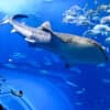 Shark, Bait Fish and You