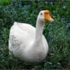 Bill the Duck Goes on Stage