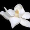 Healing the Body Meditation