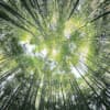 Finding Refuge in Uncertain Times
