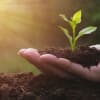 Shamanic Journey: Connecting to Abundance