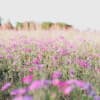 Detox Your Life Hypnosis