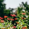 Overcome the Fear of Flying - Releasing the Fear - Hypnosis