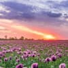 Morning Gratitude