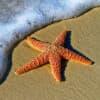 Starfish