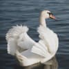 The Magic Swan