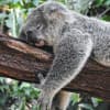 Hypnosis - Sleep Soundly