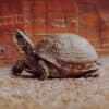 Slowing Down