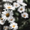 Center Yourself Meditation