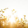 Sunlight City - Children's Story