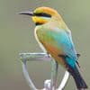Rainbow Bee-Eater and Friends: an Attention Restoration Meditation