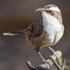 White-Browed Babbler in the Morning: an Attention Restoration Meditation
