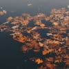 Imagining Your Thoughts as Leaves Floating Downstream
