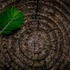 Grounding Roots Meditation