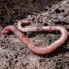 Friends for Ever - Earth Worm