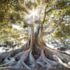 Grounding Visualisation-Tree Meditation