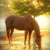 Morning Powerful Meditation with Horses